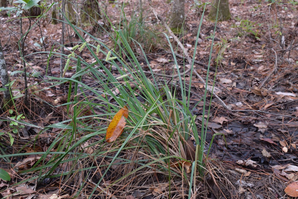 carex_glaucescens_1